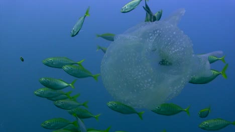 box jellyfish with small fish 2