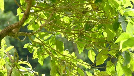 Exotischer-Vogel,-Der-Auf-Den-Bäumen-Im-Wald-Kriecht