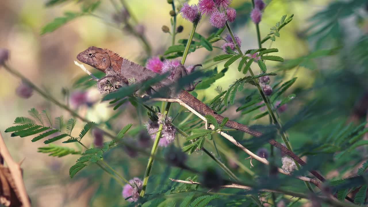 gran lagarto descansando sobre una rama entre las flores bajo el sol