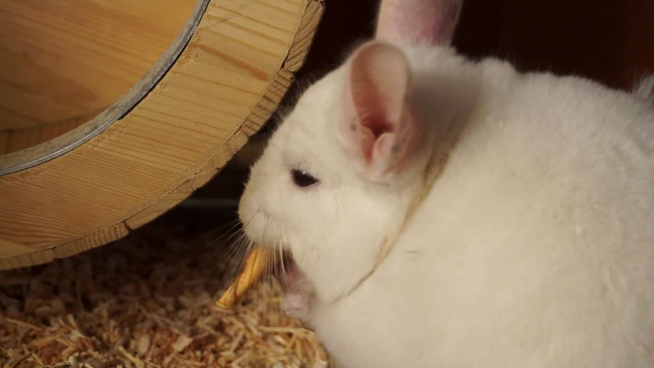 Extreme Closeup Of A White Chinchilla Eating Quickly In A Pet Cage, Holding Food with Front Paws