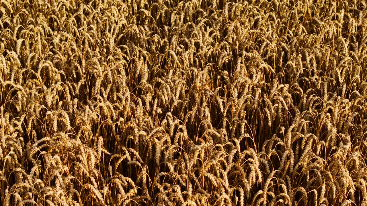 Medium close shot of golden wheat field as metaphor for resource scarcity crisis