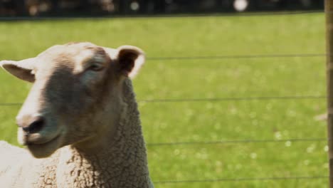 Lambs-and-sheep-in-grass-and-playing-in-trees