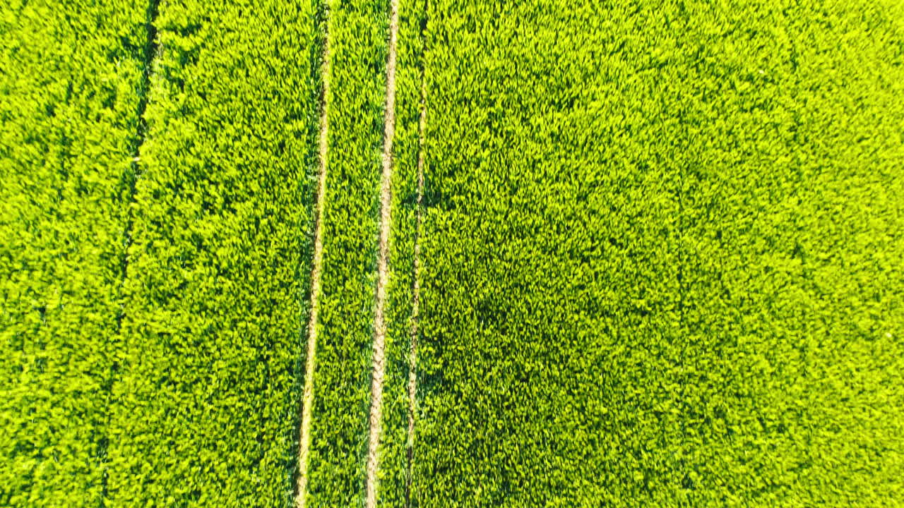 captura aérea de drone de arriba hacia abajo que muestra la exuberante vegetación de la plantación de grano del campo alemán en baviera, ofreciendo una perspectiva serena y pintoresca desde arriba