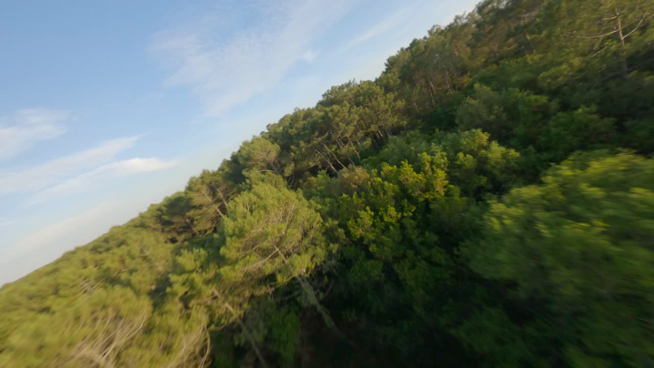 프랑스의 누벨 아키텐, landes 부서의 soustons 근처의 녹색 숲