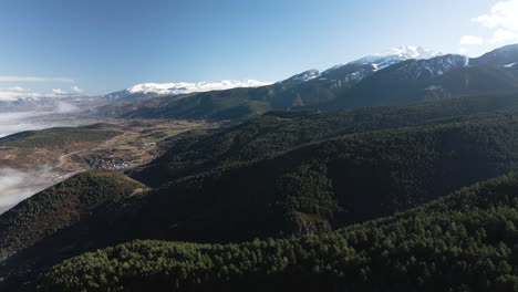 forest in the mountains of la cerdanya