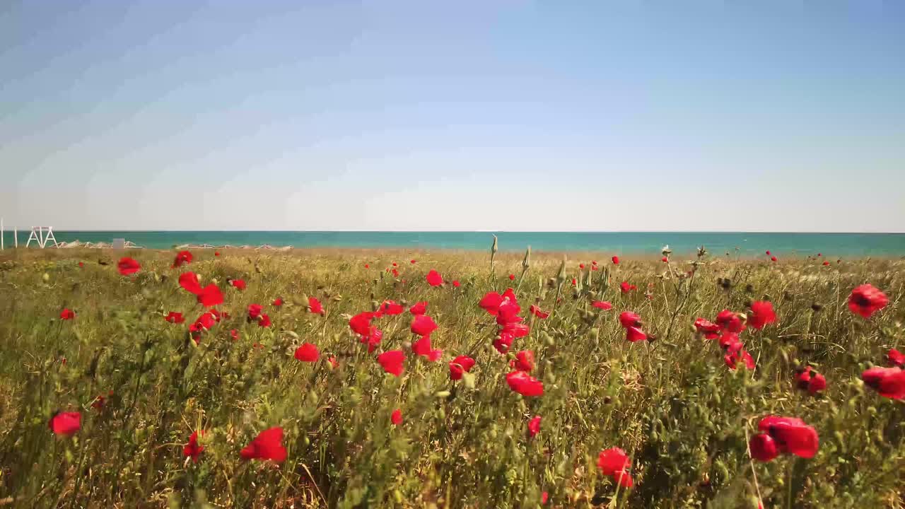 Grande campo di papaveri sullo sfondo di cielo blu e mare