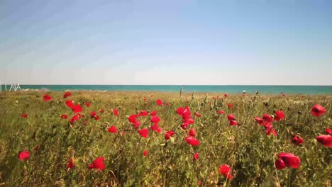 large poppy field against the background of blue sky and sea