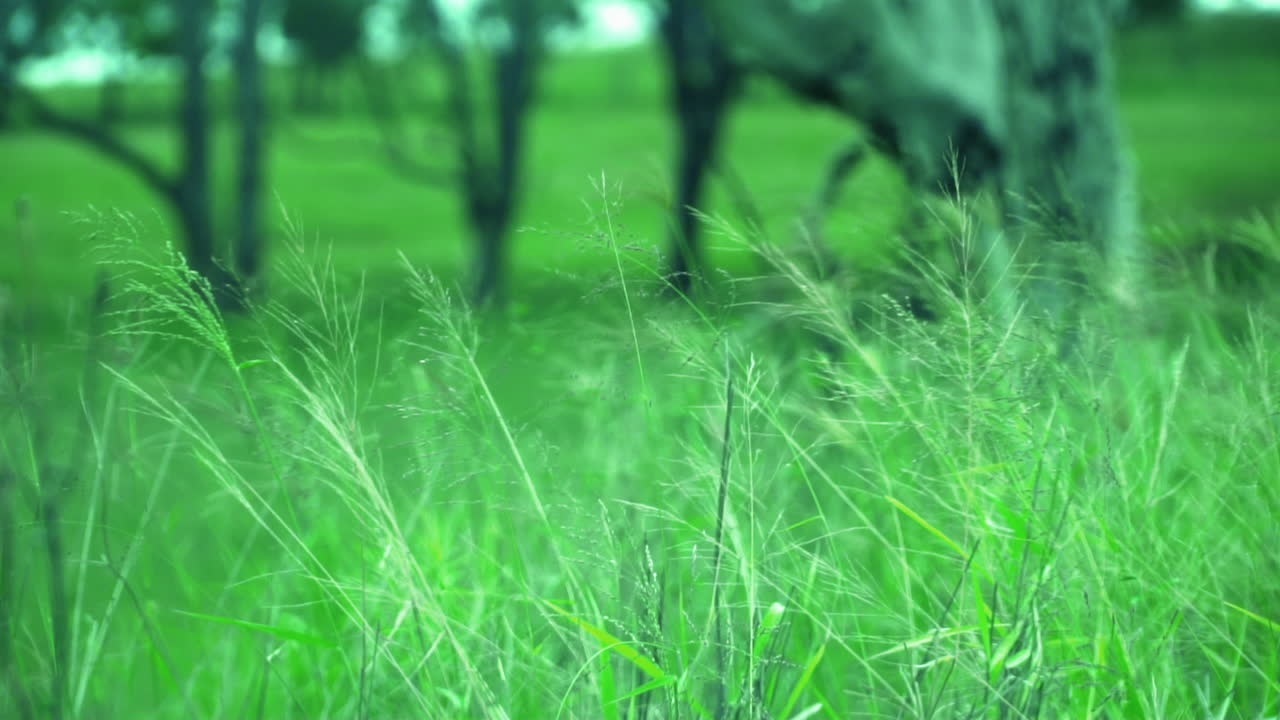 Lush Green Wild Grass Swaying In The Wind In Hunter Valley, Australia - Slow Motion, Rack Focus