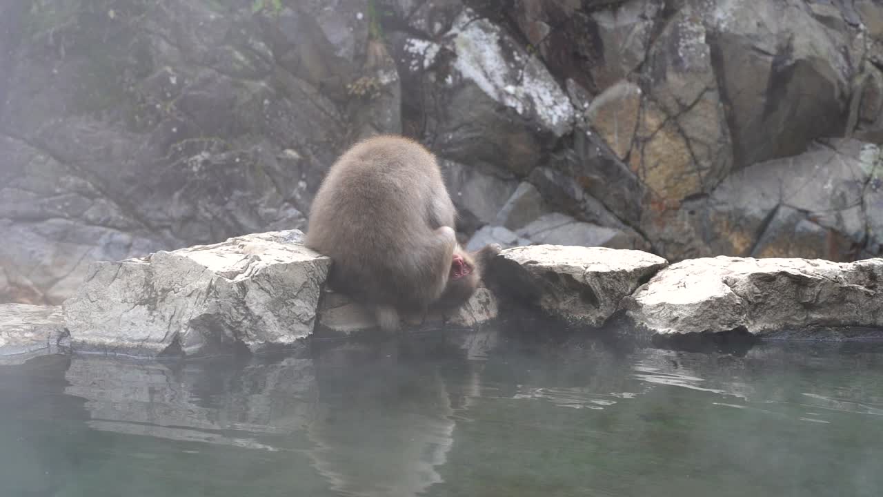 Nagano, Japan - A Mother Macaque Grooming Its Young While Lying Down Resting On The Rocky Edge Of A Steaming Hot Tub - Medium Shot
