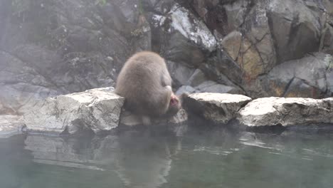 nagano, japan - a mother macaque grooming its young while lying down resting on the rocky edge of a steaming hot tub - medium shot