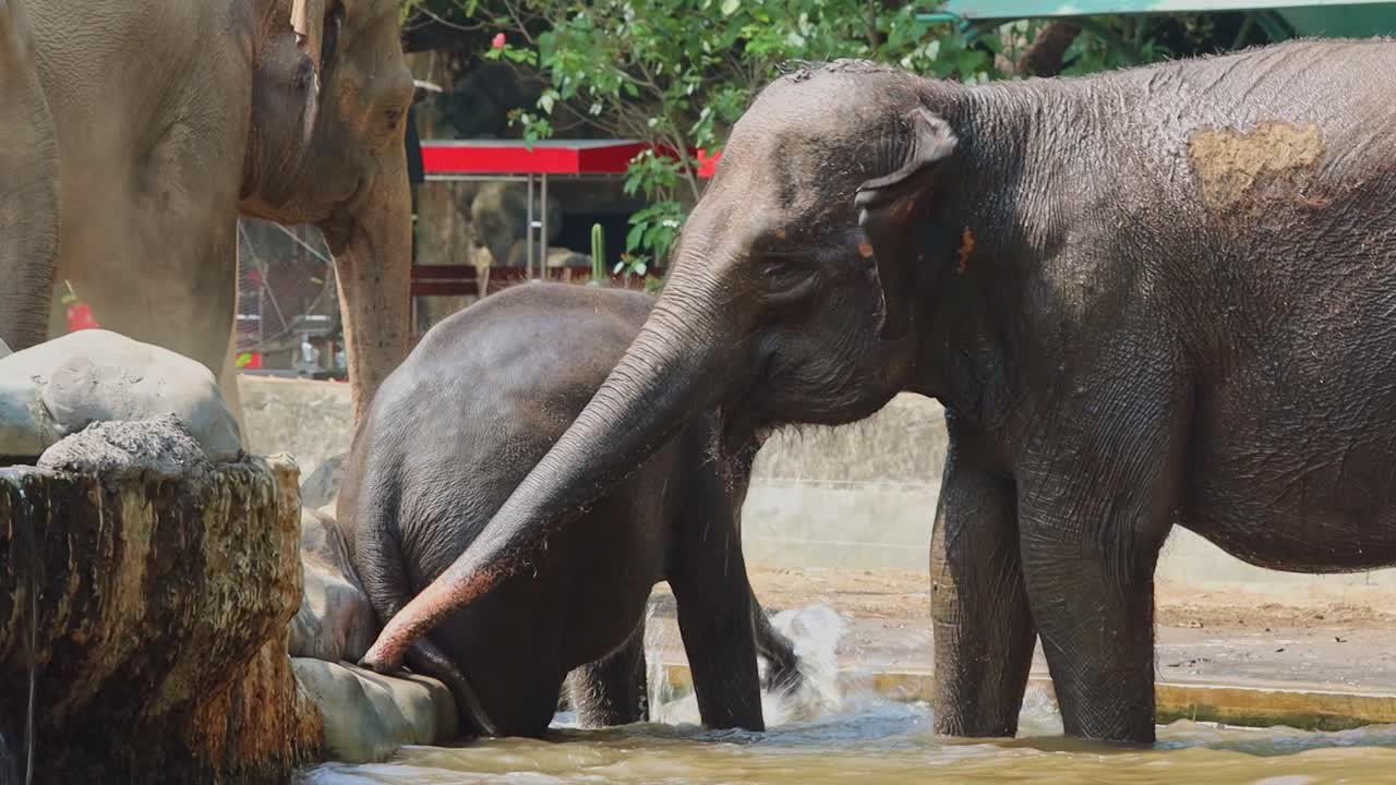 Baby Elephant Bathing with Mother