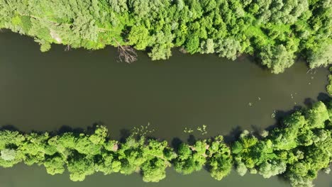 ecosistema acuático, estanque pacífico y vegetación de humedales vista de arriba hacia abajo