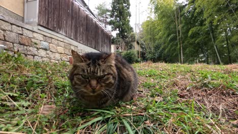 a relaxed cat enjoying the garden