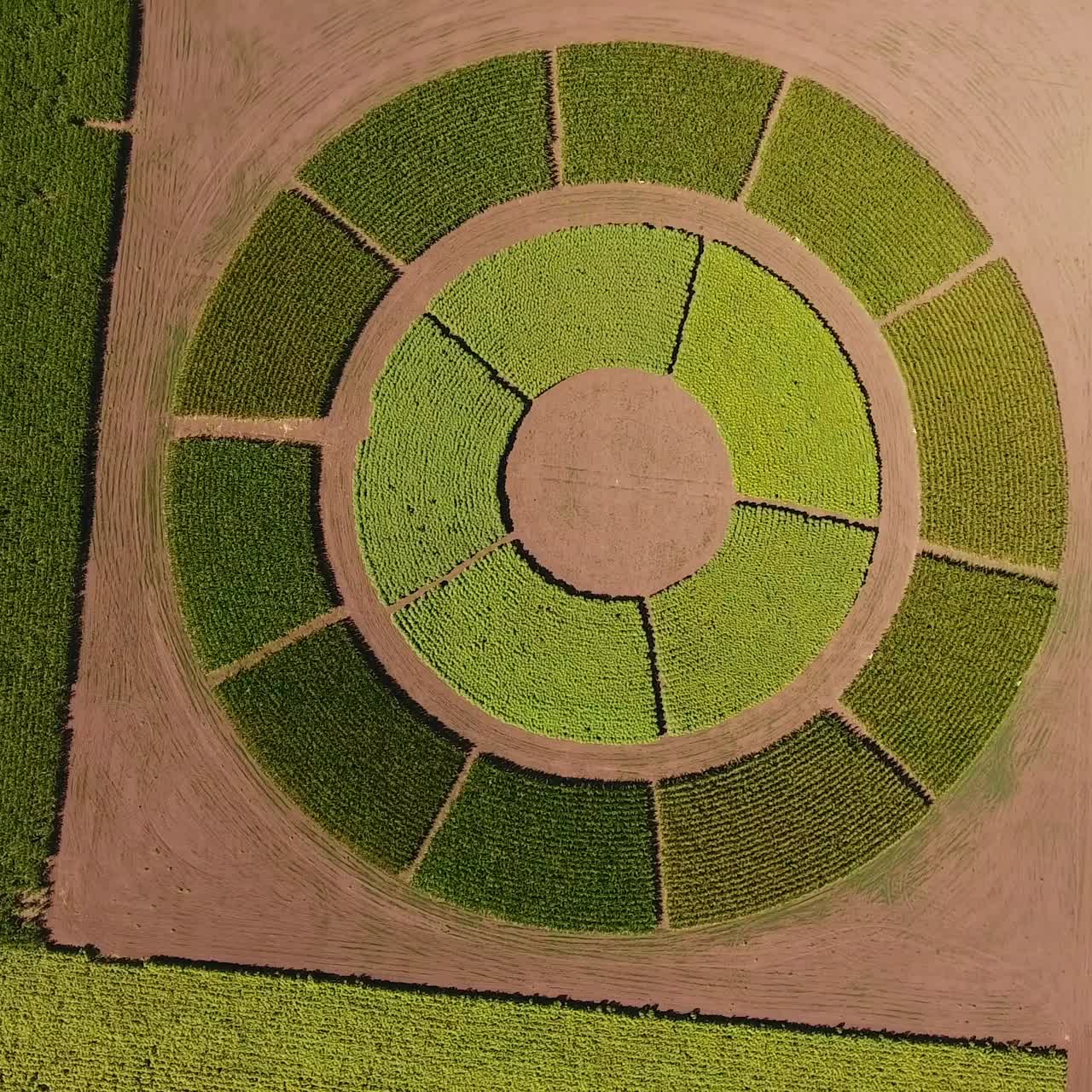 Field with agricultural plants grown on circle field. Unusual plantation with different crops among other farmlands