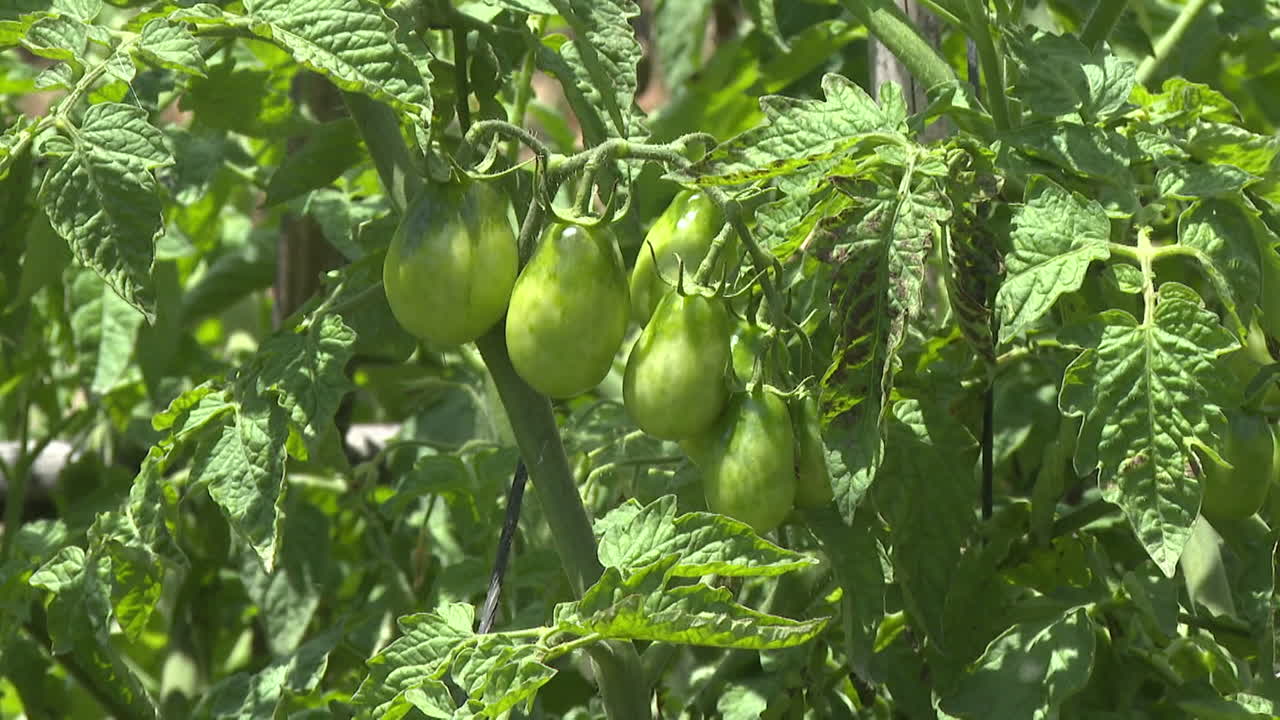 Green Tomatoes Growing on a Plant in a Garden