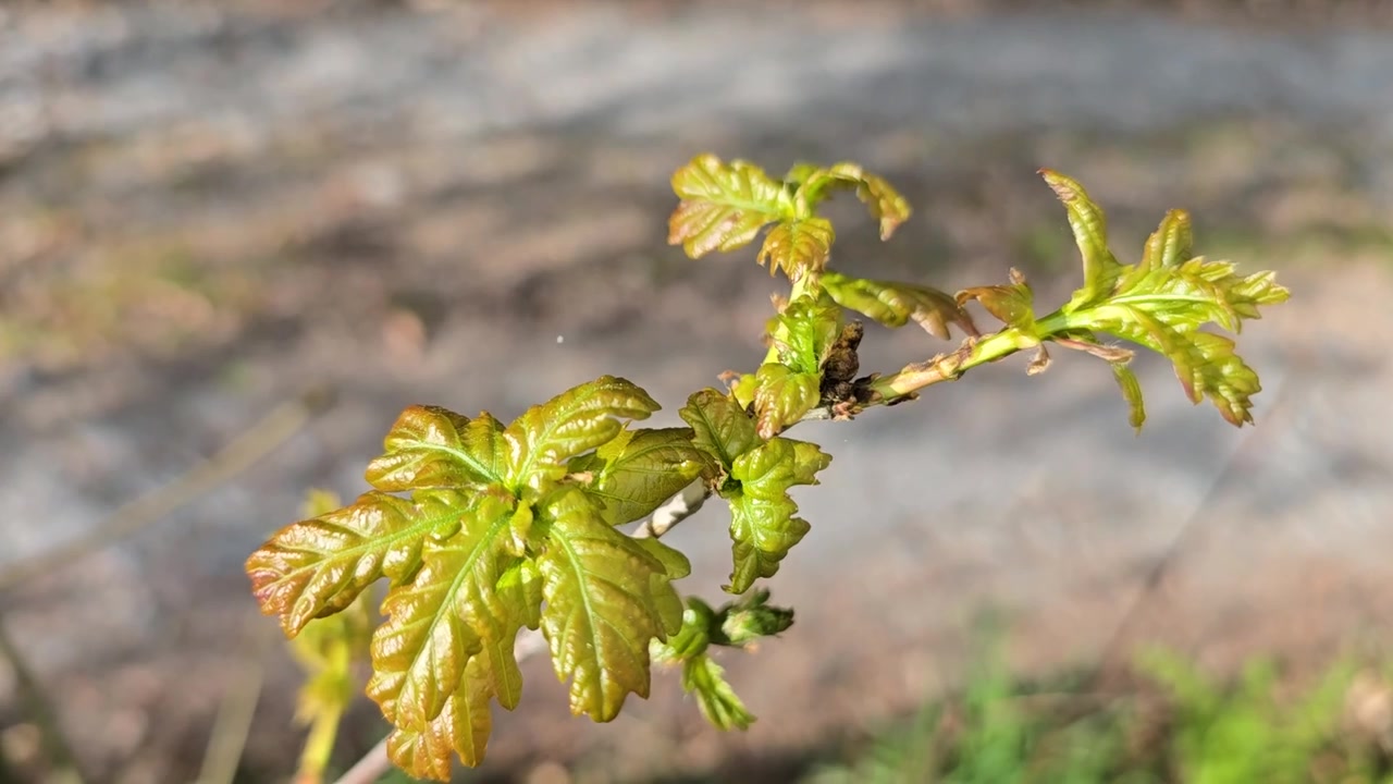 Foglie giovani e fresche su una giovane quercia (Quercus Robur), che svolazzano nel vento