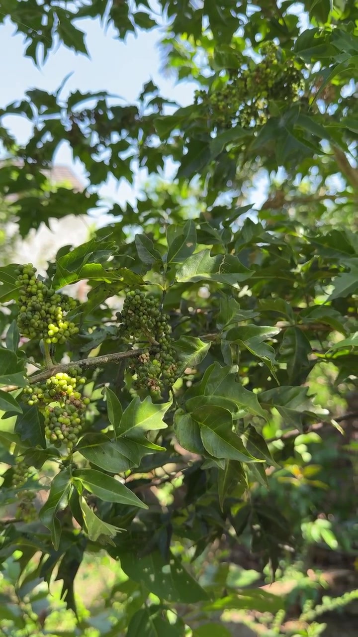 Bacche verdi che crescono su un arbusto di Mahonia alla luce del sole