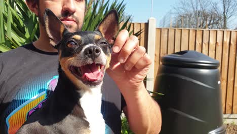 cute dog on owners lap in the garden panting in the sunshine, spanish breed ratonero bodeguero andaluz