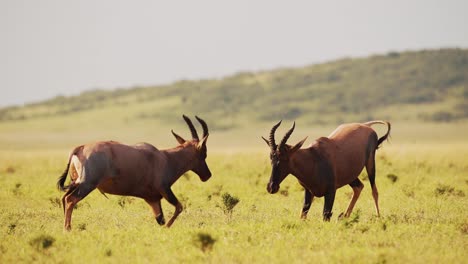 topi luchando en la lucha, animales chocando cuernos y cuernos, golpeando y golpeando cabezas en el comportamiento animal territorial, comportamiento increíble en maasai mara, kenia, áfrica