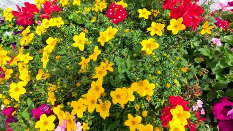 colorful flowers in a lush garden setting