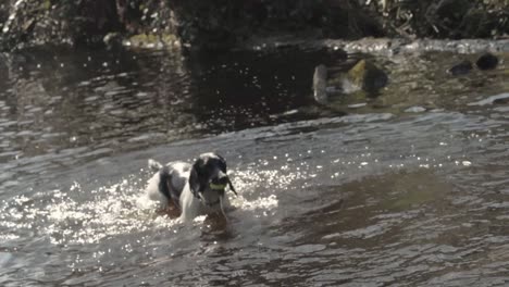 English-Springer-Spaniel-dog-enjoys-fetching-ball-from-water