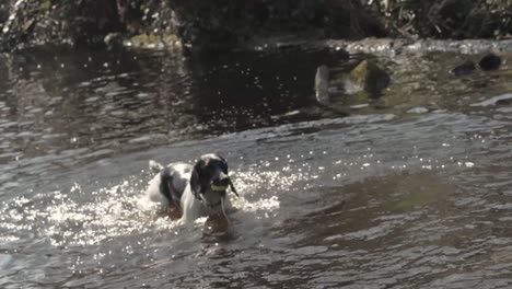 english springer spaniel dog enjoys fetching ball from water