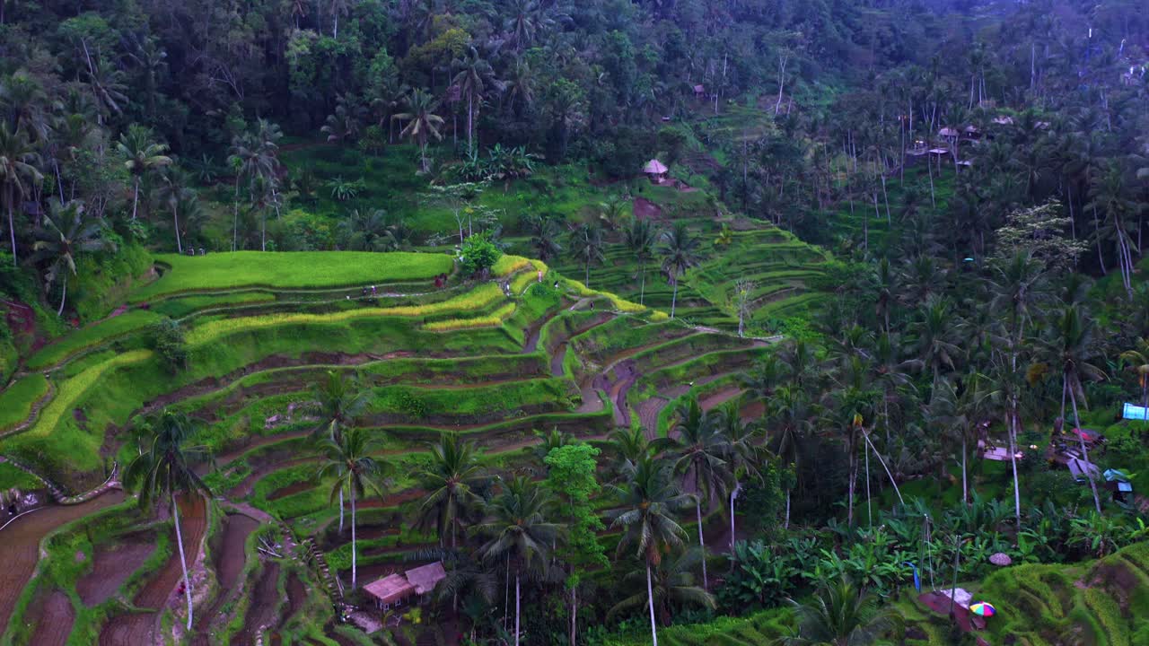 vista aérea de las terrazas de arroz de tegalalang en ubud, bali, indonesia - toma de avión no tripulado