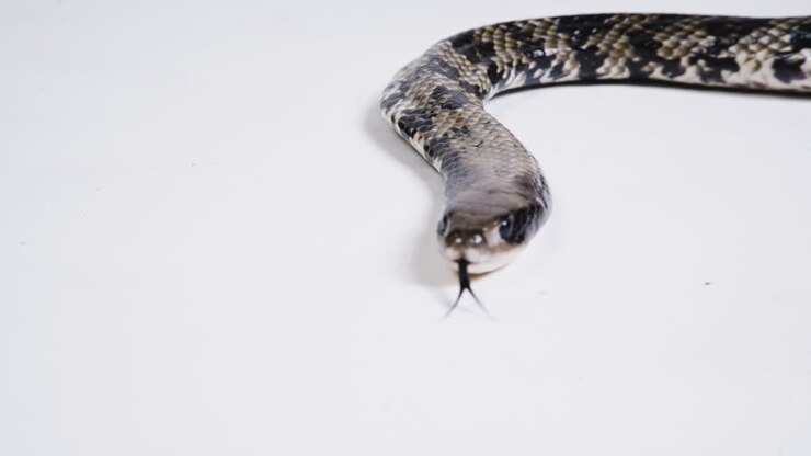 False water cobra body on white background
