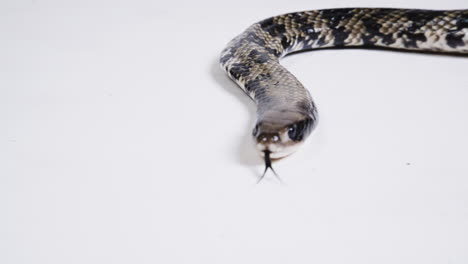 False-water-cobra-body-on-white-background