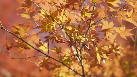 4k colores rojos de otoño japón momiji 60fps ralentizado a un 40% de velocidad