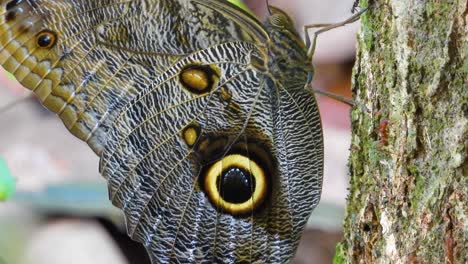 huge eyespots of owl butterfly perched on tree covered with red ants