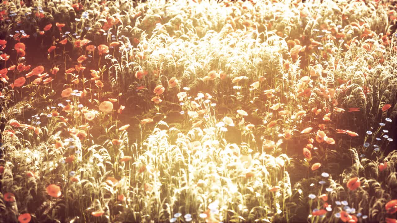 дикие полевые цветы на летнем закате