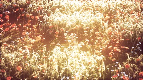 flores silvestres en el atardecer de verano
