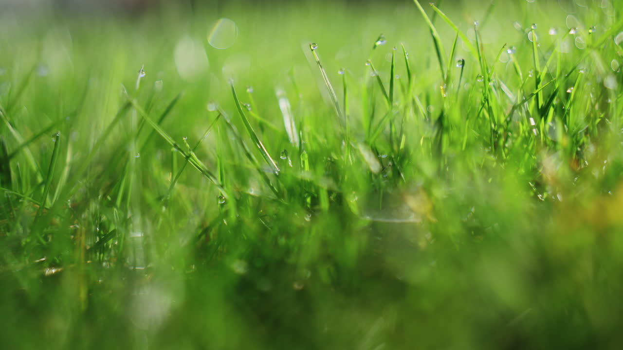 Macro shot of dew on grass