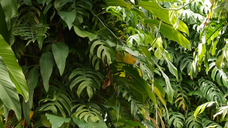 Juicy exotic tropical monstera leaves seamless looped backdrop. Summer lush foliage, greenery in paradise garden. Abstract natural dark green jungle vegetation background pattern, wild rain forest