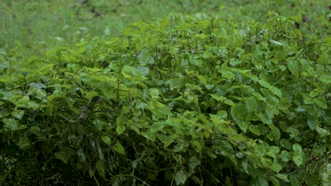 Shaky-video-of-heavy-rain-falling-over-a-leafy-bush