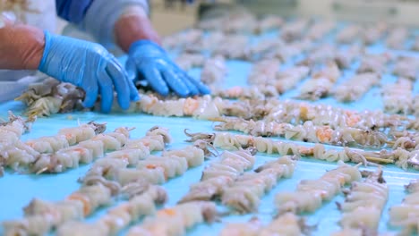 Side-view-of-shellfish-and-squid-skewers-placed-onto-conveyor-belt-by-workers