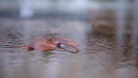 Revelar-Una-Hoja-Marrón-En-Un-Charco-De-Agua-Bajo-Una-Cálida-Lluvia-De-Verano