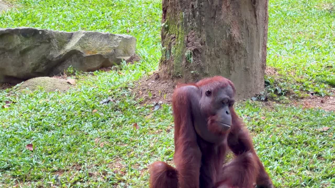 Doğal gün ışığında, bir ağaç gövdesinin yakınındaki çimlerin üzerinde birlikte oturan iki orangutan