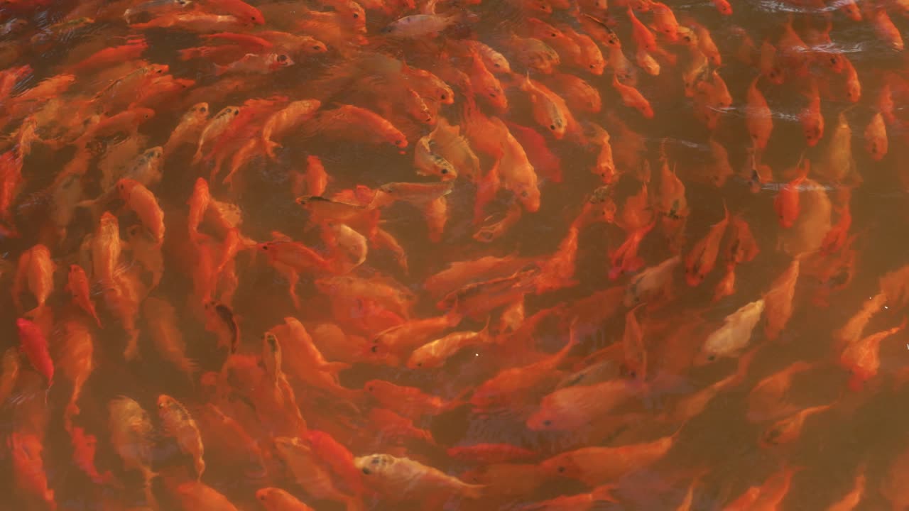 banco de peces girando en espiral