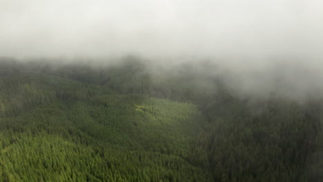 Aerial-shot-through-the-clouds-over-pine-forest