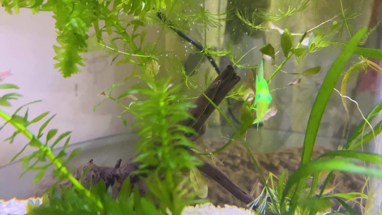 녹색 식물, 얼룩말, 노란 물고기가 흐르는 물에서 우아하게 헤엄치는 고요한 수족관