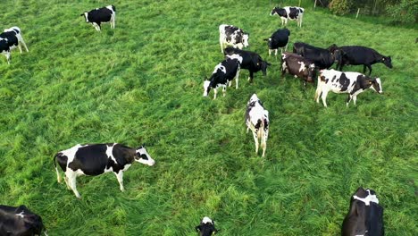 cicle pan shot of grazing cows on lush pastures during golden hour sunset