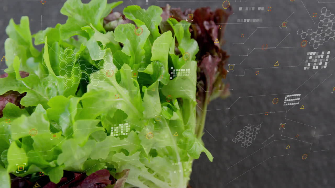 Digital data processing animation overlay on fresh lettuce leaves in garden
