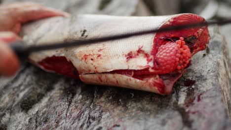 cutting, cleaning, and gutting a wild salmon with a knife