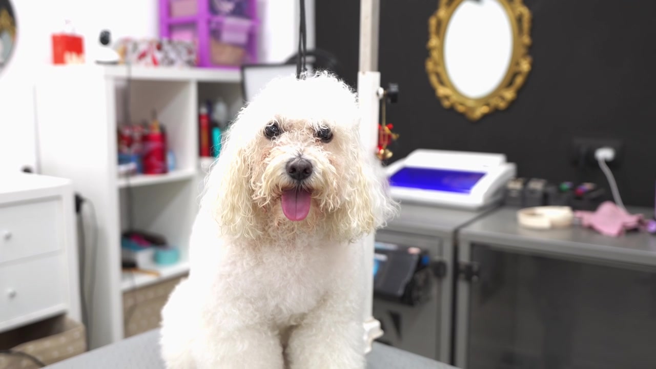 Mignon bichon frisé blanc assis sur une table de toilettage.