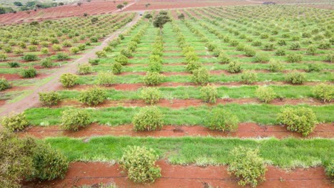 Tecnología-De-Agricultura-Inteligente:-Vista-Aérea-De-Drones-De-Una-Granja-De-Aguacate-En-Kenia