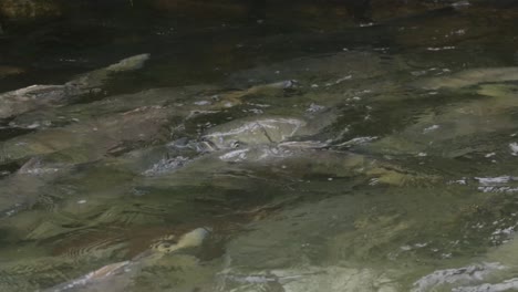 el salmón chum desove aguas arriba en un río en la costa del pacífico de canadá.