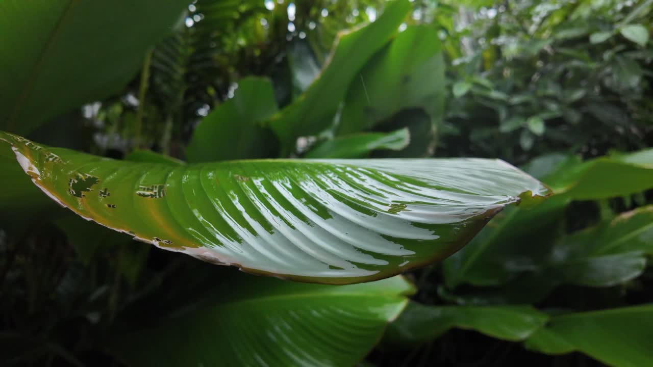 Humid environment exotic tropical forest fauna plant up-close fibre veins