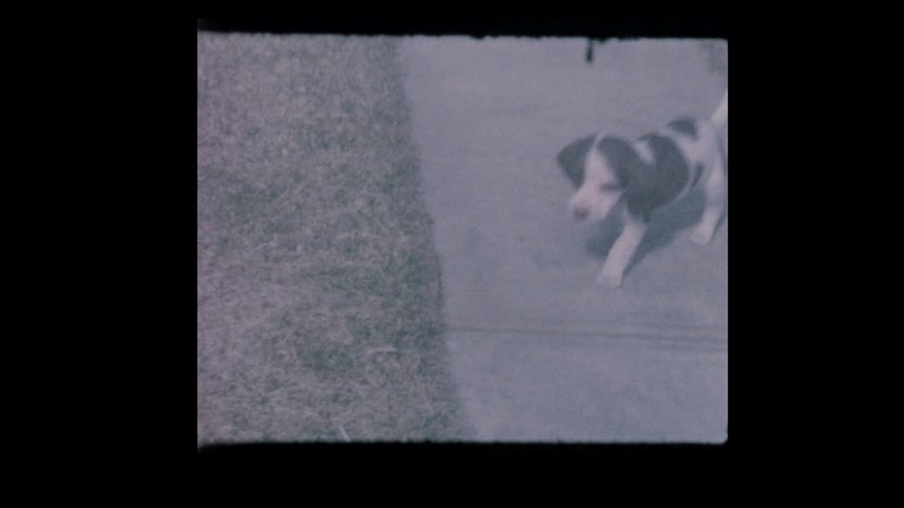 Brothers show off and play with new puppy dog
